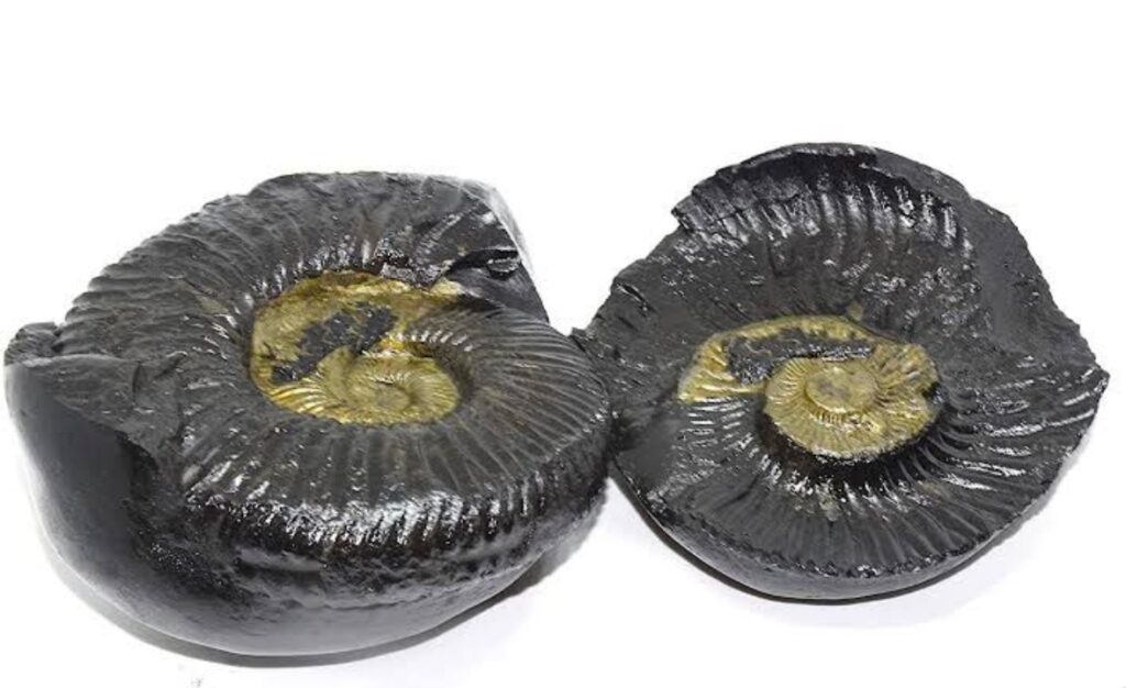 shaligram
